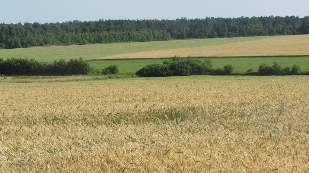 Krajobraz gminy (okolice Zakrzowa) Krajobraz gminy (okolice Zakrzowa)